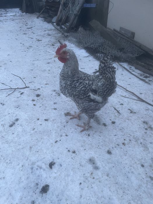 Cocosi de țară tineri