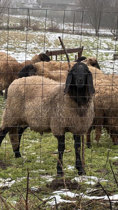 Oi carabase sarbesti