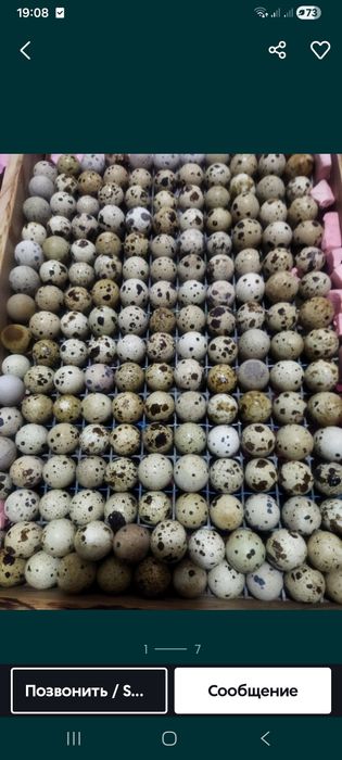 Bedana tuxum urug'langan inkubatorga