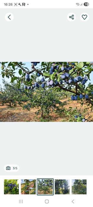 Vand Prune pentru Tuica si Palinca
