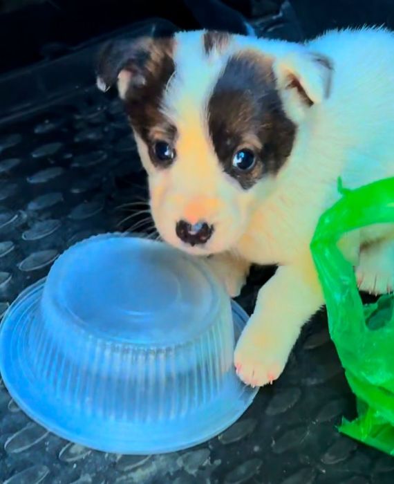 Щенки мальчики и девочки