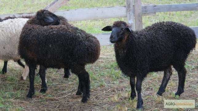 Go'shtli mayda mollar