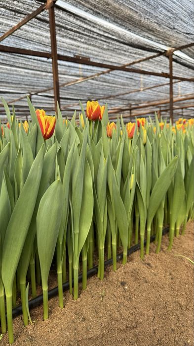 Тюльпаны оптом Алматы