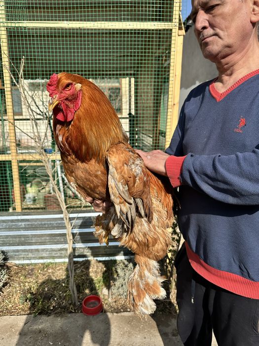 Петухи. Хурозла. Брама. Большие! Красивые!