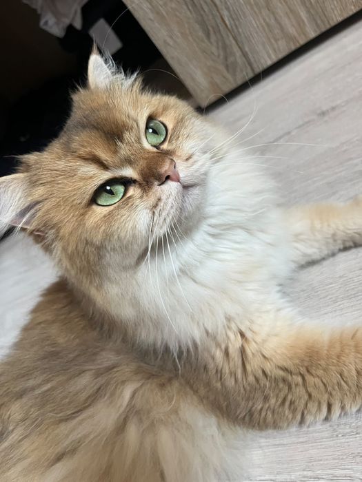 Шишило кошка длина шерстная