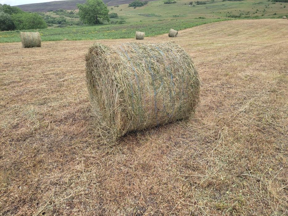 Baloți lucernă prima cositură