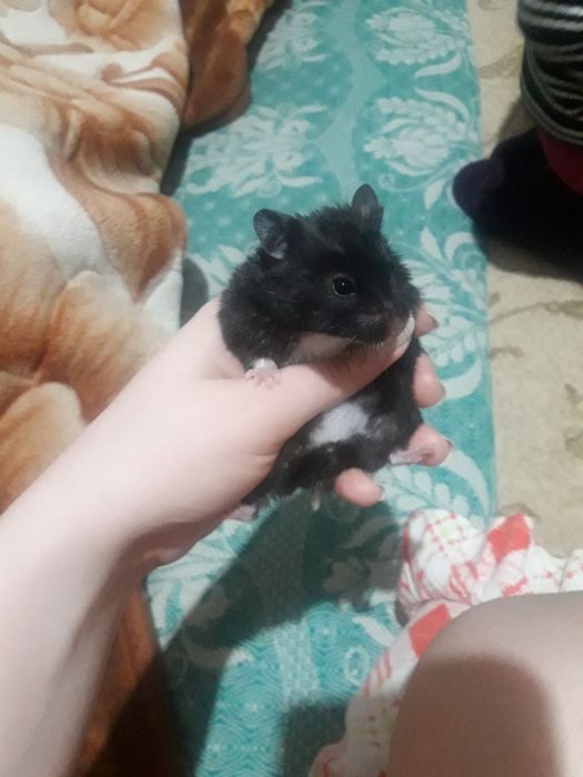 Хомячки ангорские