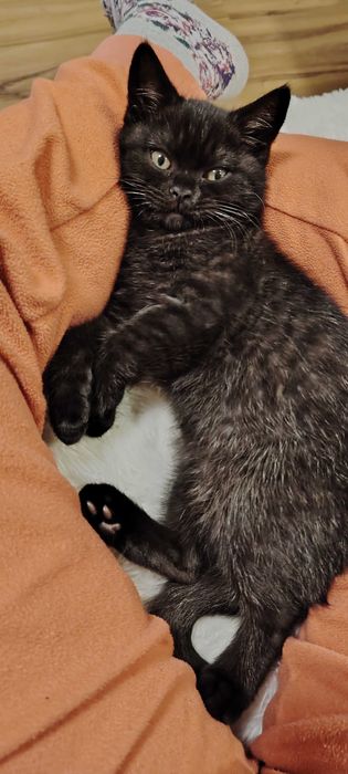 Прекрасно британче-пантера