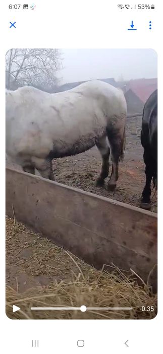 Vând 1 iapa neagra și un cal castrat