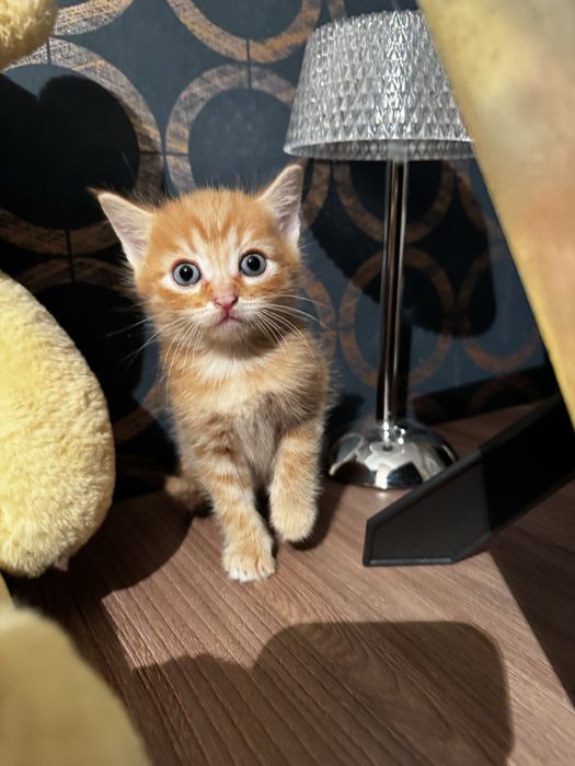 Отдам ласковых котят в добрые руки