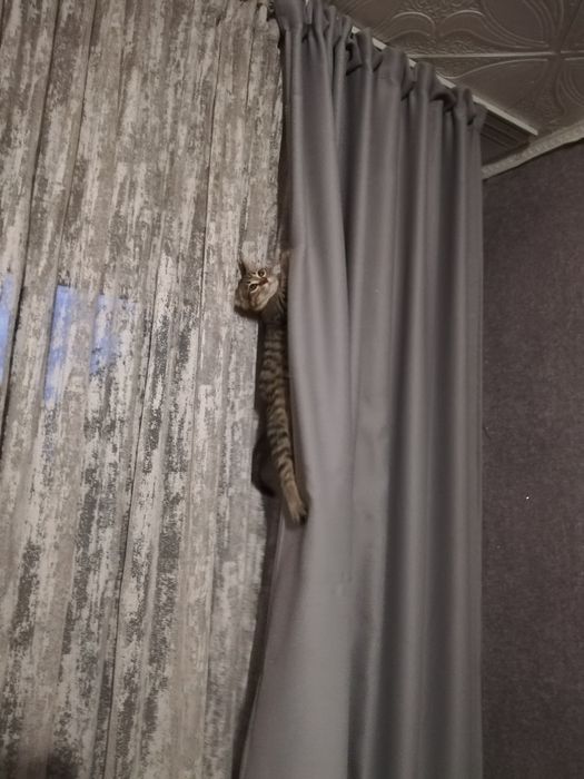 отдам кошку в добрые руки