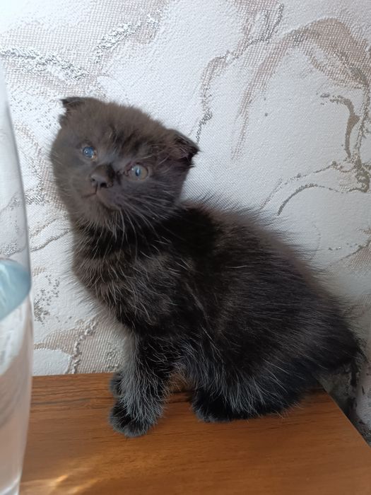 Отдам бесплатно вислоухих котят