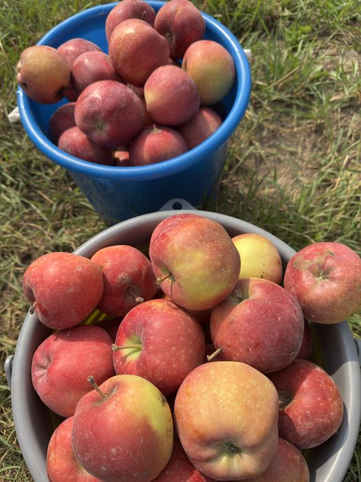Яблоневый сад (apple garden)