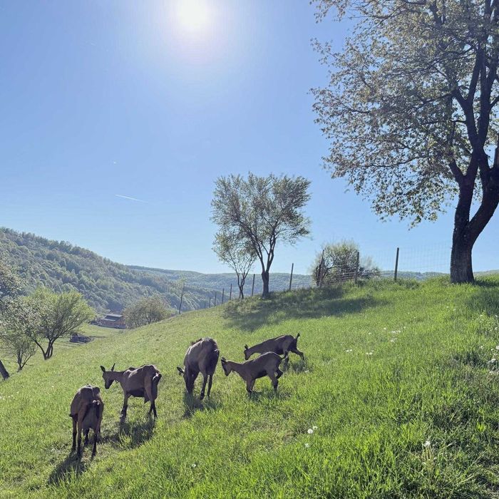 Capre Alpina Franceza cu pedigree