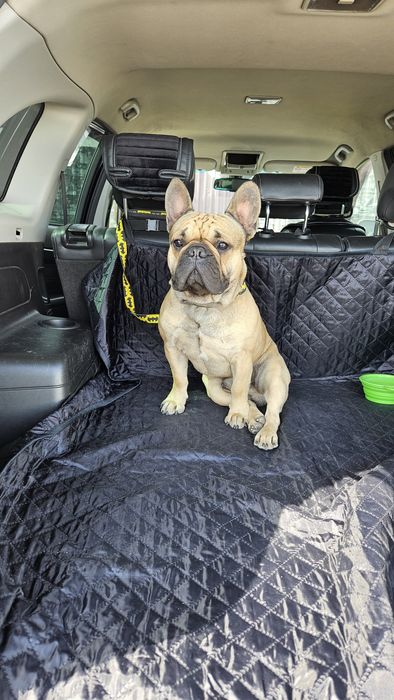 Французский бульдог