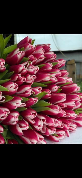 Тюльпаны в Балхаше