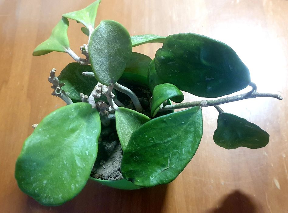 хойя Обовата сплеш