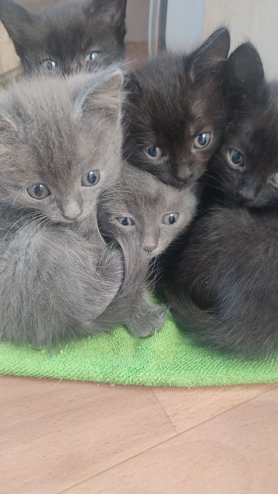 Отдам котят в хорошие руки