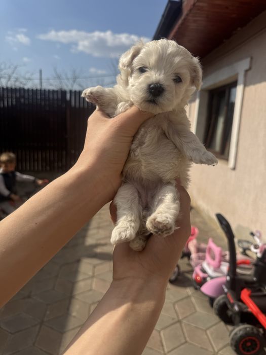Vand pui bichon Cazanesti Ialomita