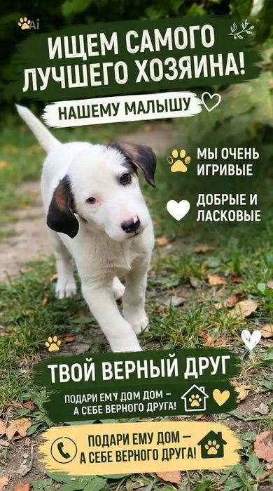 Щенята ищят дом срочно