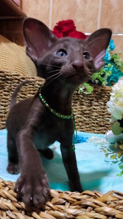 Ориентальные котята ( бронь и готовые )