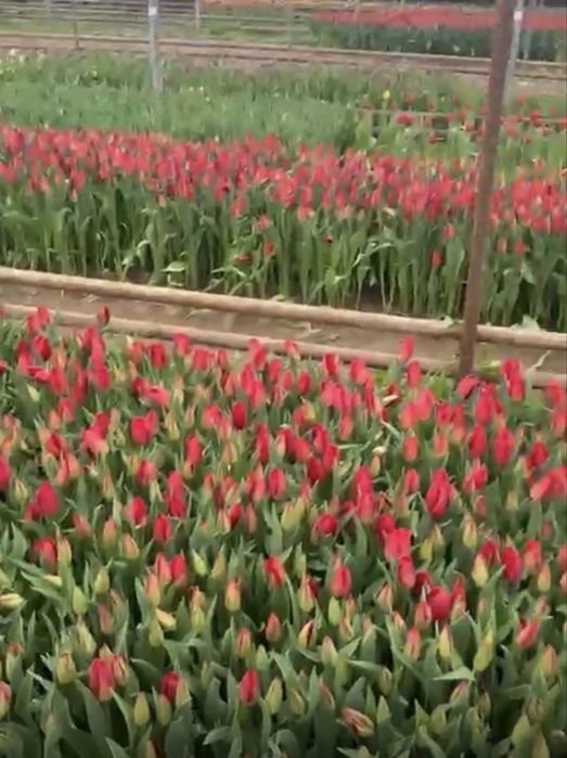 Тюльпаны разных видов