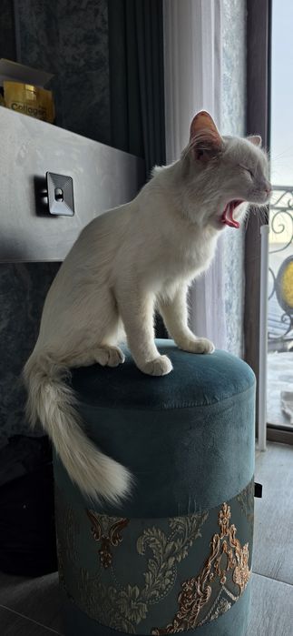 Кот Турецкая Ангора