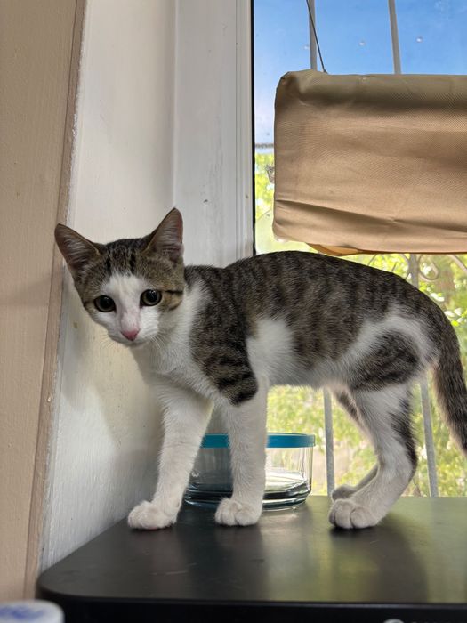 Котенок в добрые руки