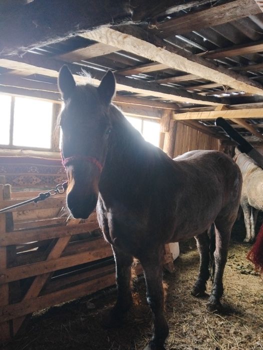 Cal de vânzare pentru mai multe detalii la nr de telefon