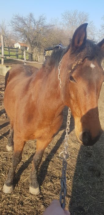 Женско конче и кобила