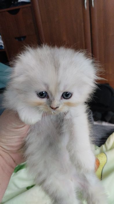 Вислоухий котёнок