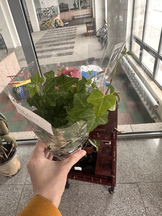 Папоротник, аглаонема, хедера, филодендрон