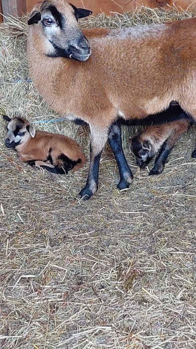 Oi de Camerun și berbec