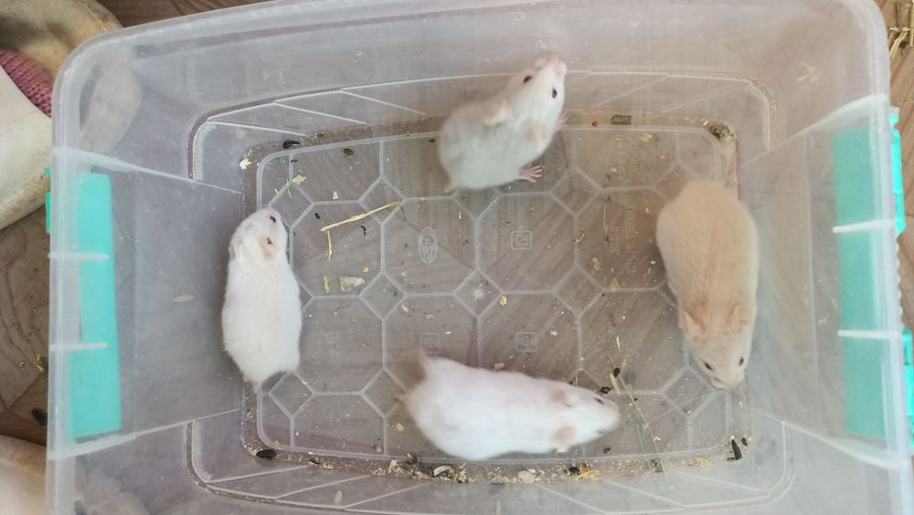 Сирийские хомяки