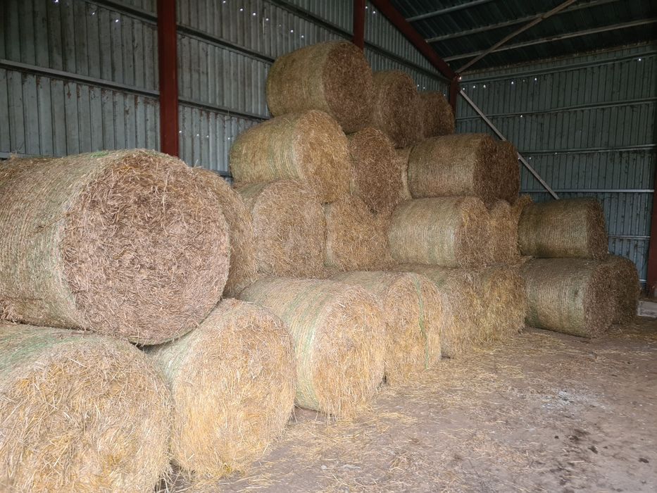 Vând baloti de paie rotunzi