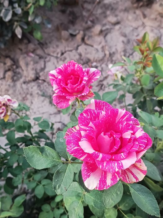 Atirgul ko'chatllari sotamiz har xil sortllaridan