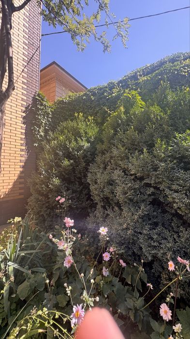 Взрослые самшиты. Boxwood