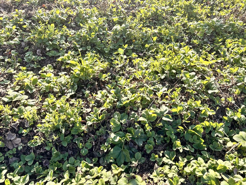 Клубника, рассада