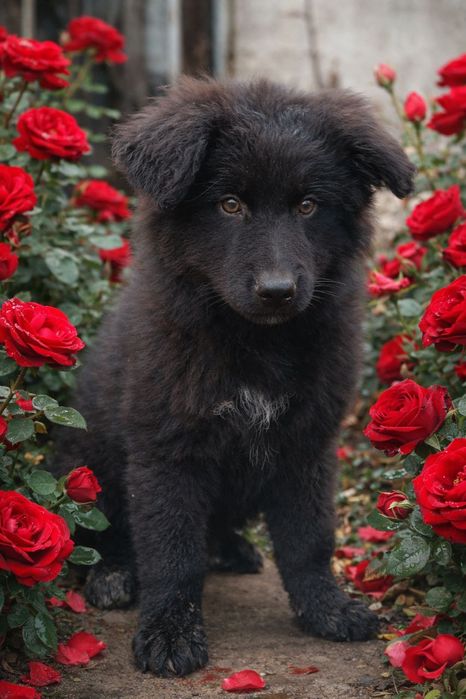 Продаётся щенки Немецкой Овчарки.