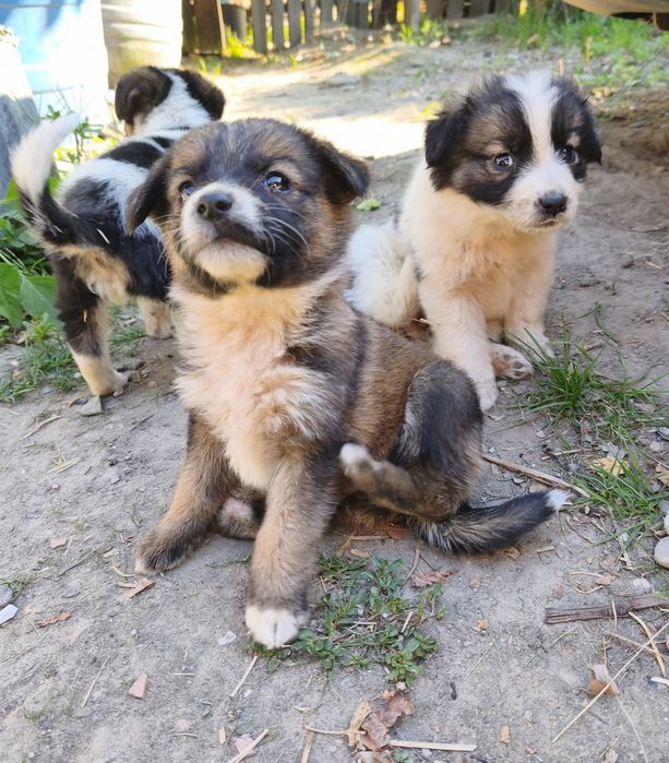Cățeluși pentru adopție