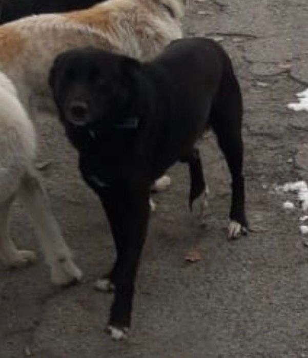 Розыск - Пропал пёс Блэк