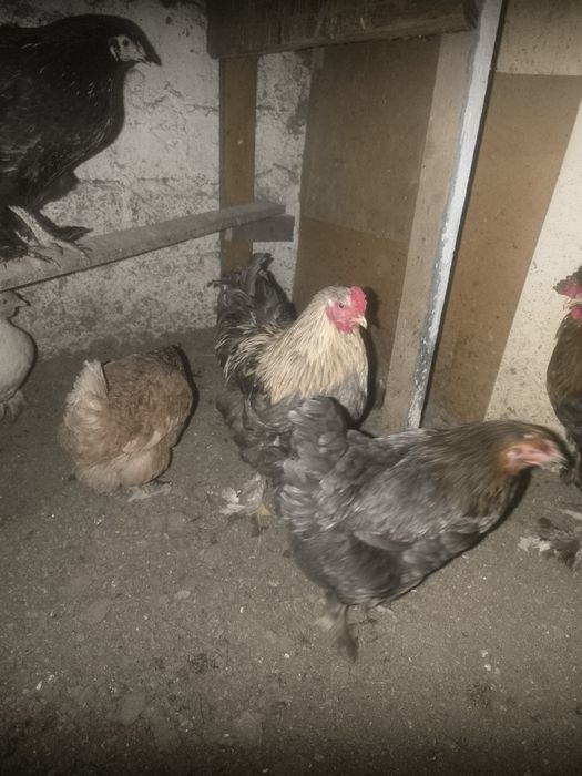 Продам петухов брама