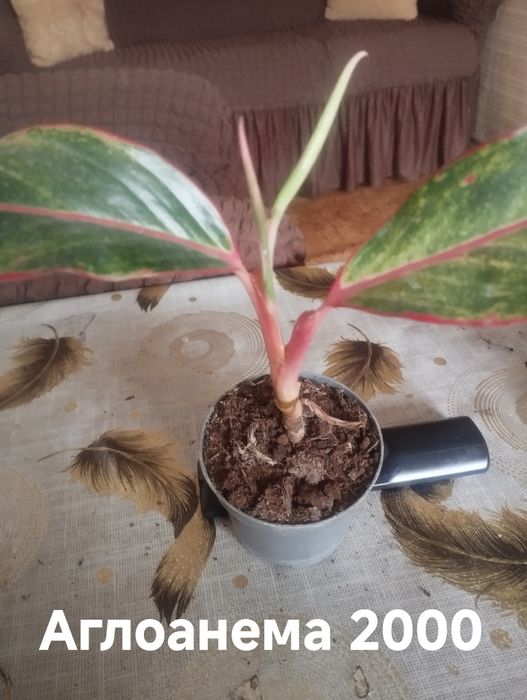 Продам комнатные растения