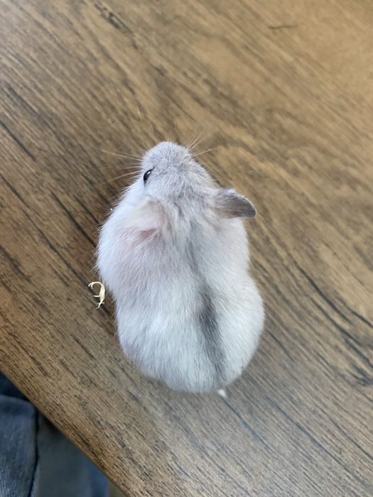 Hamsteri adorabili își caută casă!