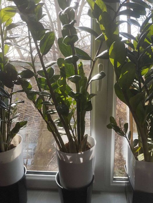 Замиакулькас комнатные растения