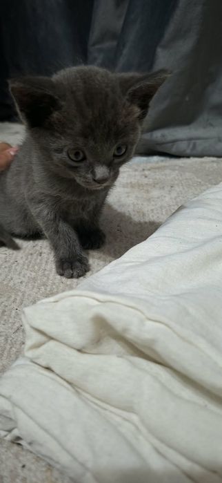 Отдам котят бесплатно