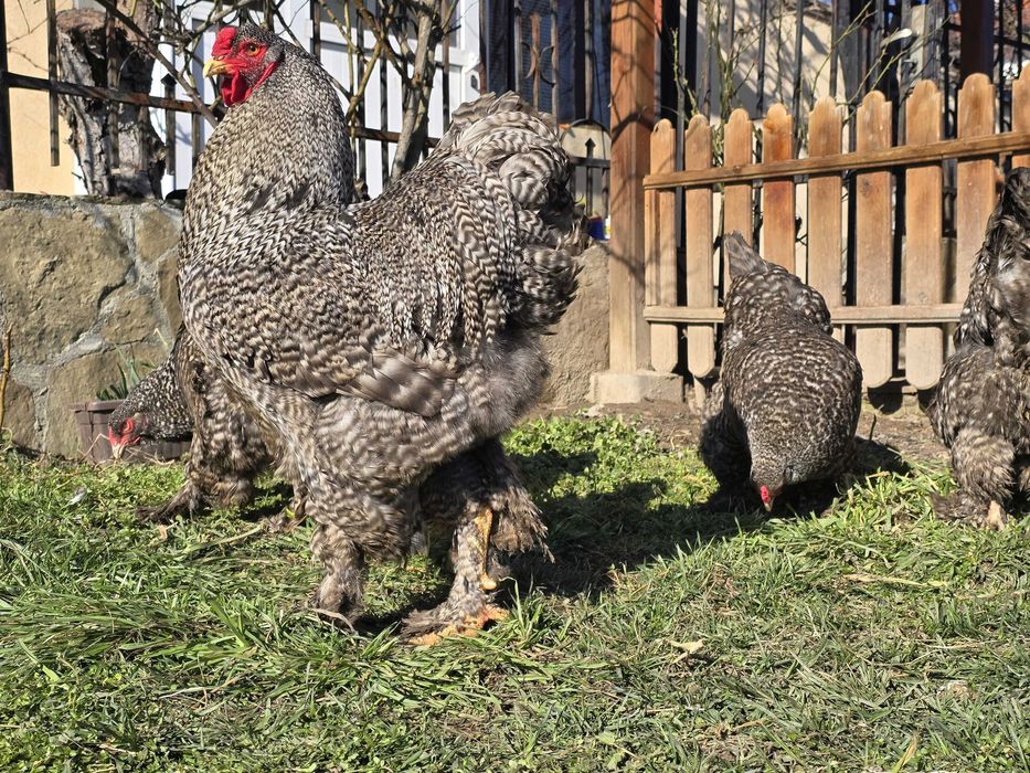 Продавам разплодни яйца от Кукувича Брама [Cuckoo Brahma]