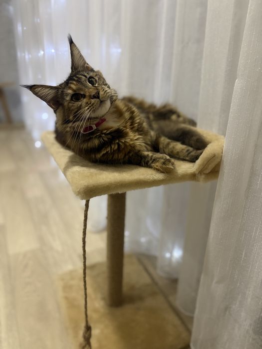 Ищем жениха для девочки, годик!