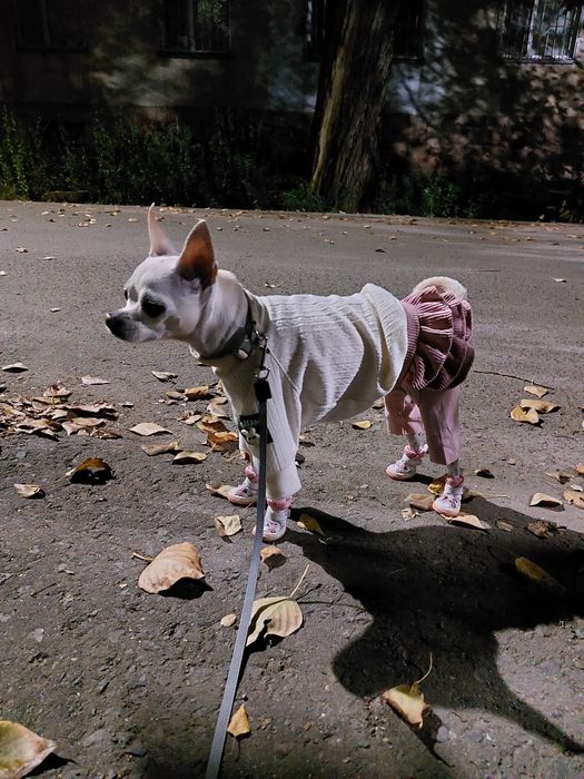 Одежда для собак.