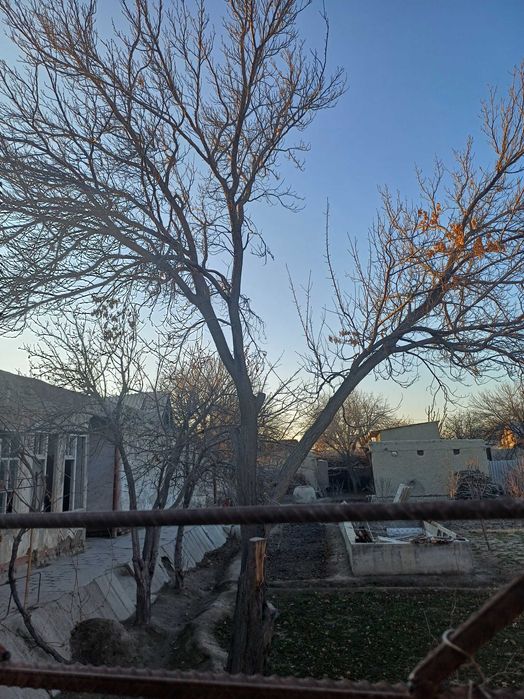 Залдори дарахтлари ва утин сотилади